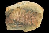 Fossil Fern (Pecopteris) - Mazon Creek #121045-1